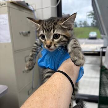Domestic Short Hair Cats Available for Adoption in Columbiana, Alabama - Stain Remover | PetCurious