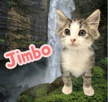 JIMBO -  Domestic Short Hair Cat for Adoption in Visalia, California - JIMBO | PetCurious