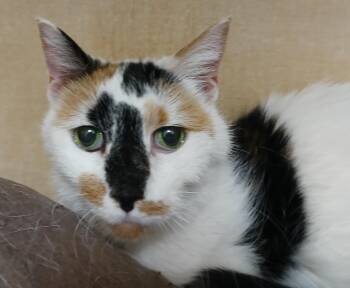 Rescue Domestic Short Hair and Calico Cats for Adoption in Germansville, Pennsylvania - Cookie | PetCurious