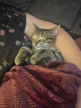 Chai 2 -  Domestic Short Hair Cat for Adoption in Arthur, Ontario - Chai 2 | PetCurious