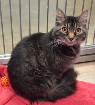Temperance -  Domestic Medium Hair Cat for Adoption - Temperance | PetCurious