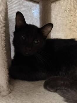 Heath -  Domestic Short Hair Cat for Adoption in Chisholm, Minnesota - Heath | PetCurious