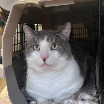 Domestic Short Hair Cats Available for Adoption - Dante | PetCurious