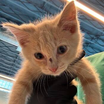 Orange Slice -  Domestic Short Hair Cat for Adoption in Huntington, West Virginia - Orange Slice | PetCurious