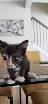 SPRING -  Domestic Short Hair Cat for Adoption in Charlotte, North Carolina - SPRING | PetCurious