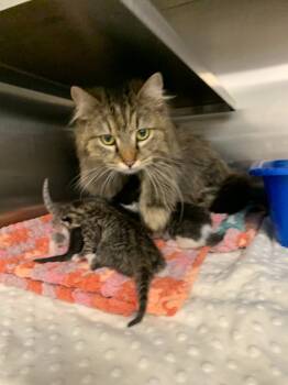 Rescue Domestic Medium Hair Cats for Adoption in New Kensington, Pennsylvania - Jodi | PetCurious