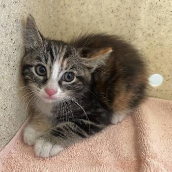 Domestic Short Hair Cats Available for Adoption in Pasadena, California - Pinky | PetCurious