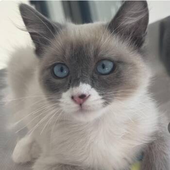 Vax -  Domestic Short Hair and Siamese Cat for Adoption in Larkfield-wikiup, California - Vax | PetCurious