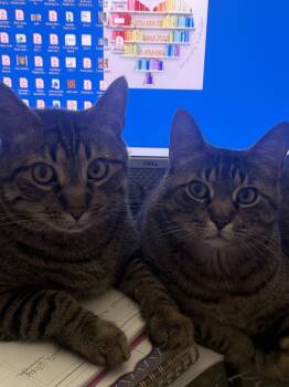Brutus -  Domestic Short Hair Cat for Adoption in Gaithersburg, Maryland - Brutus | PetCurious