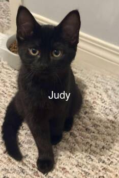 Judy -  Domestic Short Hair Cat for Adoption in Claresholm, Alberta - Judy | PetCurious