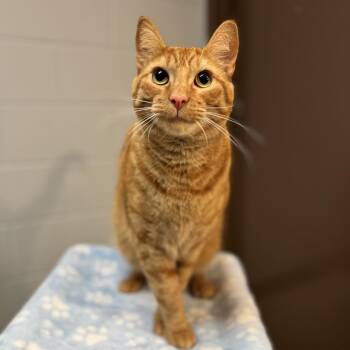 Hans -  Domestic Short Hair Cat for Adoption in Fargo, North Dakota - Hans | PetCurious