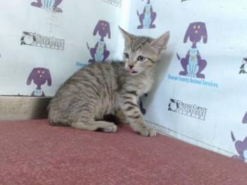 GOLDFISH -  Domestic Short Hair Cat for Adoption in Orlando, Florida - GOLDFISH | PetCurious