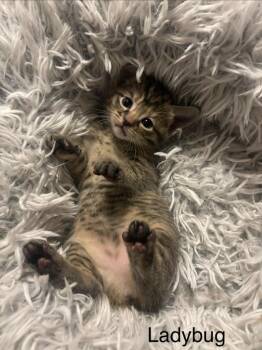 Ladybug -  Domestic Short Hair Cat Available for Adoption in Johnson City, Tennessee - Ladybug | PetCurious