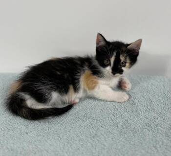 Glamour -  Domestic Short Hair Cat for Adoption in Effingham, Illinois - Glamour | PetCurious