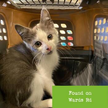 Dawn -  Domestic Short Hair Cat for Adoption in Lynchburg, Virginia - Dawn | PetCurious