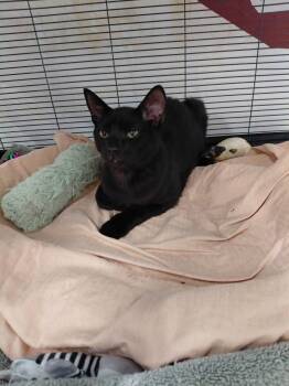 Teddy -  Domestic Short Hair Cat for Adoption in West Palm Beach, Florida - Teddy | PetCurious
