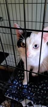 Rescue Domestic Short Hair Cats for Adoption in Charlotte, North Carolina - Max | PetCurious