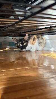 Zelda -  Domestic Short Hair and Calico Cat for Adoption in Lake Wylie, South Carolina - Zelda | PetCurious