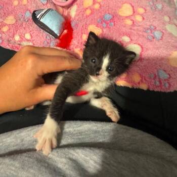 Oreo -  Domestic Short Hair Cat for Adoption in Chicago, Illinois - Oreo | PetCurious