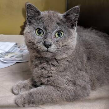 Domestic Short Hair Cats Available for Adoption in Huntsville, Arkansas - (Vet 5/5) Sir Smudge | PetCurious