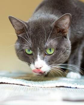 Carlton -  Domestic Short Hair Cat for Adoption in Chamblee, Georgia - Carlton | PetCurious