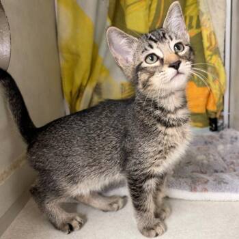 Hermes -  Domestic Short Hair Cat for Adoption in Colorado Springs, Colorado - Hermes | PetCurious