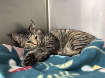 Rescue Domestic Short Hair and American Shorthair Cats for Adoption in Frankfort, Indiana - Martina | PetCurious