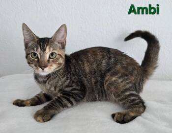 Ambi -  American Shorthair Cat for Adoption in Quail Heights, Florida - Ambi | PetCurious