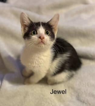 Rescue Domestic Short Hair Cats for Adoption in Safety Harbor, Florida - Jewel | PetCurious