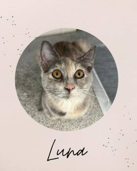 Rescue Domestic Medium Hair Cats for Adoption in Coquitlam, British Columbia - LUNA | PetCurious