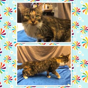 Rescue Domestic Medium Hair Cats for Adoption in Buckhannon, West Virginia - GLORIA | PetCurious
