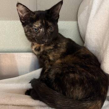 IVHS-Stray-141938 -  Domestic Short Hair Cat for Adoption in San Gabriel, California - IVHS-Stray-141938 | PetCurious