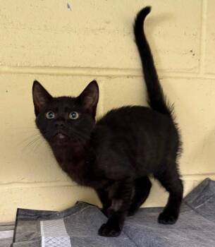 Truffle -  Domestic Short Hair Cat for Adoption in Kingsland, Georgia - Truffle | PetCurious