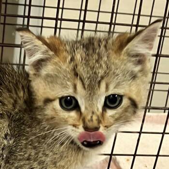 Rumplestilskin -  Domestic Short Hair Cat for Adoption in Las Cruces, New Mexico - Rumplestilskin | PetCurious