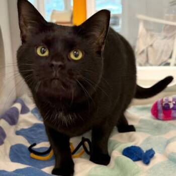 Domestic Short Hair Cats Available for Adoption - Mumsie | PetCurious