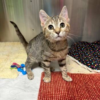 Nadja -  Domestic Short Hair and Mixed Breed Cat for Adoption in Waynesville, North Carolina - Nadja | PetCurious