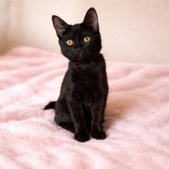 Domestic Short Hair Cats Available for Adoption - Inara | PetCurious