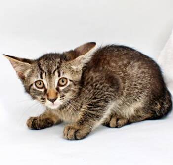 Rafiki -  Domestic Short Hair Cat Available for Adoption in Morton Grove, Illinois - Rafiki | PetCurious