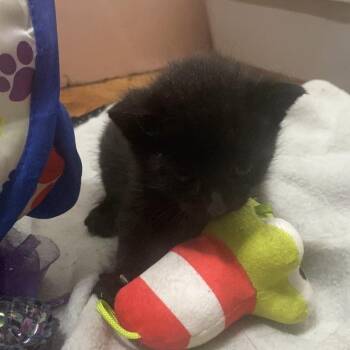 Jodi -  Domestic Short Hair Cat for Adoption in Philadelphia, Pennsylvania - Jodi | PetCurious