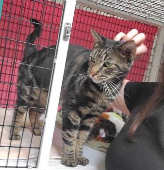 Domestic Short Hair Cats Available for Adoption - Ripley(Galen) | PetCurious