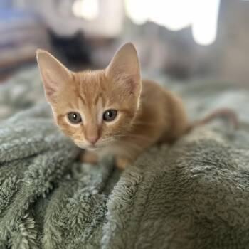 Tabby Cats Available for Adoption - Chili | PetCurious