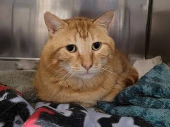 Angus -  Domestic Short Hair Cat for Adoption in Golden Valley, Minnesota - Angus | PetCurious