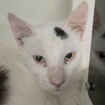 Wilfred -  Domestic Medium Hair and Domestic Short Hair Cat for Adoption in Verona, Wisconsin - Wilfred | PetCurious