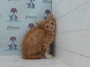 GINGER -  Domestic Short Hair Cat for Adoption in Orlando, Florida - GINGER | PetCurious