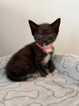 Raylie -  Domestic Short Hair Cat for Adoption in Leonardtown, Maryland - Raylie | PetCurious