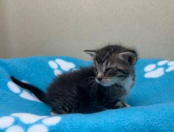 Dr Pepper -  Domestic Short Hair Cat for Adoption in Washington Court House, Ohio - Dr Pepper | PetCurious