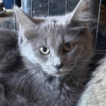 Cobweb -  Domestic Long Hair Cat for Adoption in Lancaster, Ohio - Cobweb | PetCurious