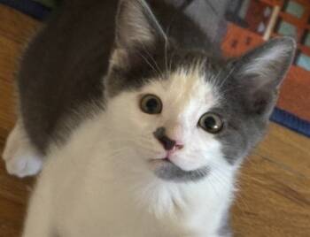 Rescue Domestic Short Hair Cats for Adoption in Raleigh, North Carolina - HUNTER | PetCurious