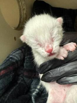 Ciroc -  Domestic Short Hair Cat for Adoption in Chamblee, Georgia - Ciroc | PetCurious