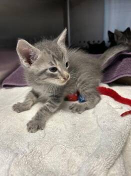 Rohan -  Domestic Short Hair Cat for Adoption in Kansas City, Missouri - Rohan | PetCurious